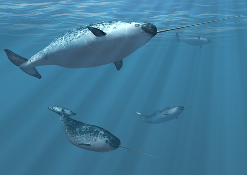 イッカクの角の長さや値段について！ | クジラの生態の謎に迫る